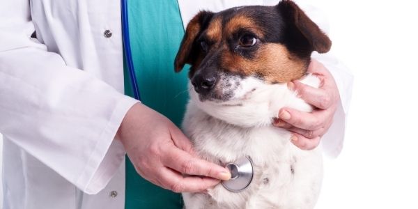 cardiologia-clinica-veterinaria-valladolid