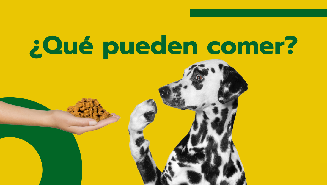 Alimentos Prohibidos para perros