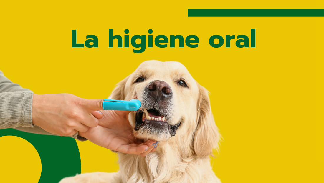 Higiene oral de tu mascota