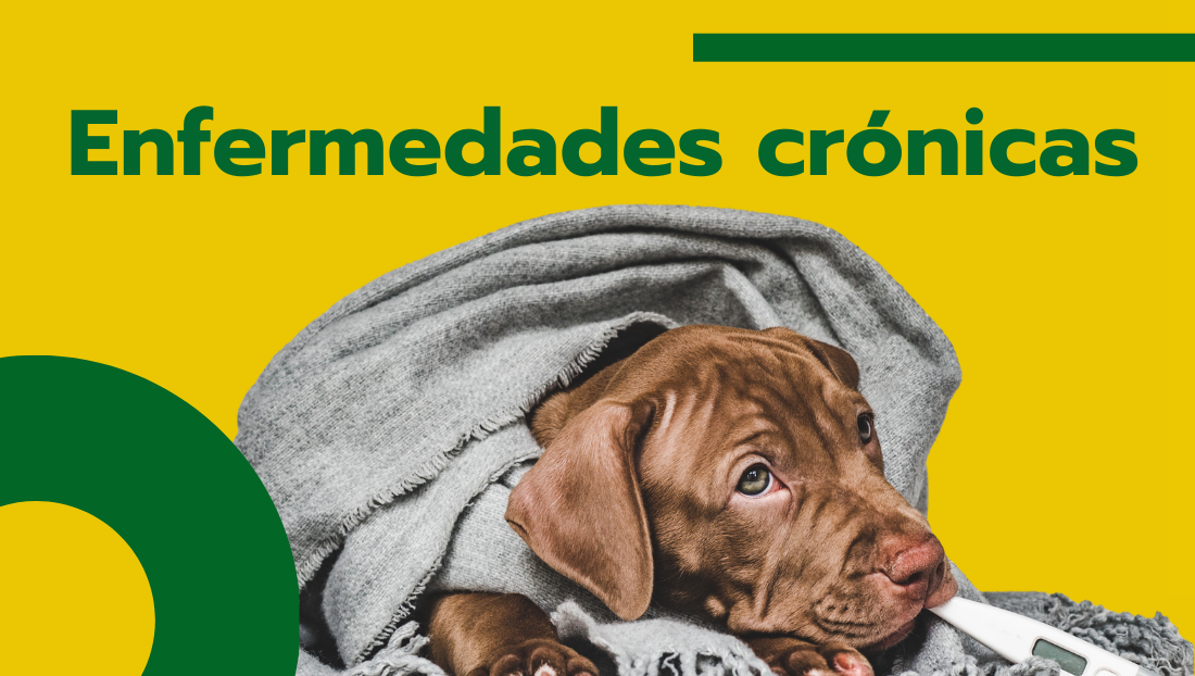 Enfermedades crónicas en perros y gatos