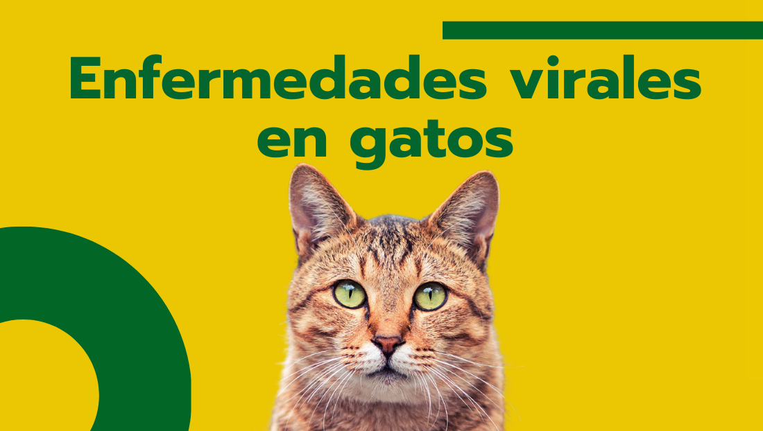 Enfermedades Virales en Gatos