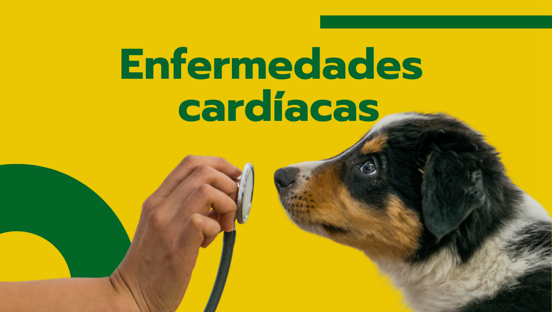 Enfermedades cardiacas en mascotas