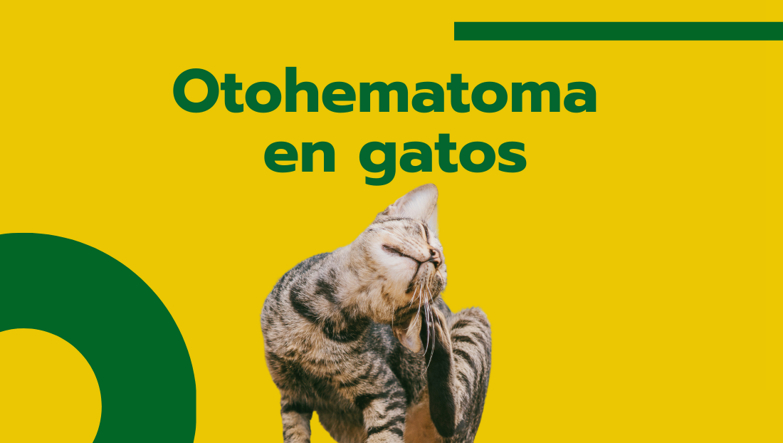 Otohematoma en gatos