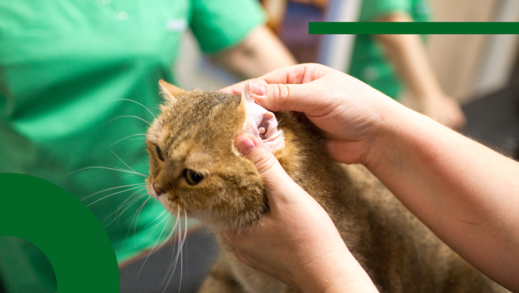 Otohematoma-en-gatos