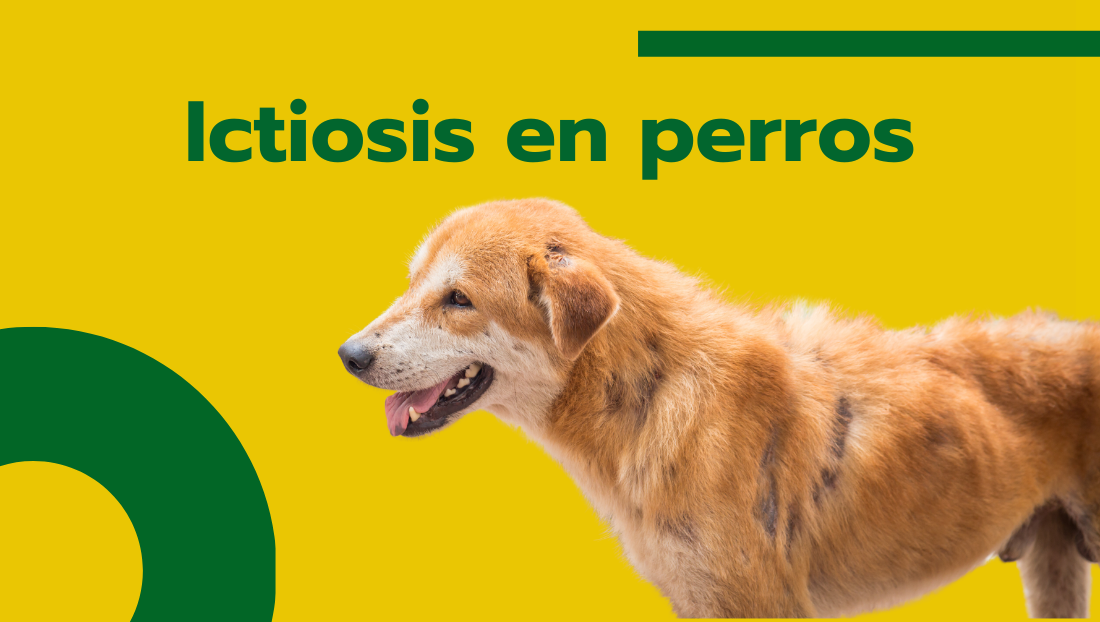 Ictiosis en perros