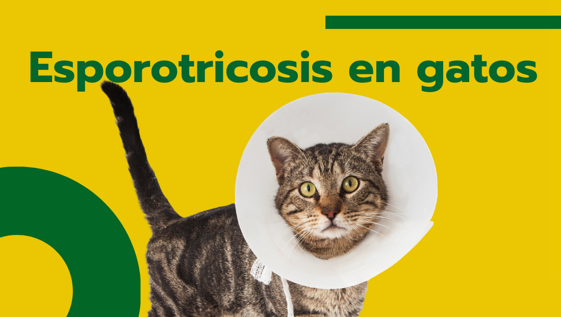 Blog Covaresa post Esporotricosis en gatos