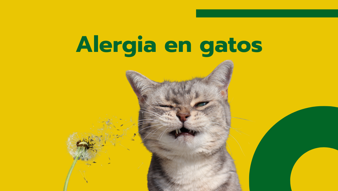 Blog Covaresa post alergia en gatos