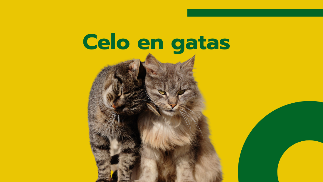 Blog veterinaria Covaresa post celo en gatas
